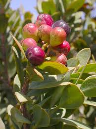 Image result for Osyris compressa