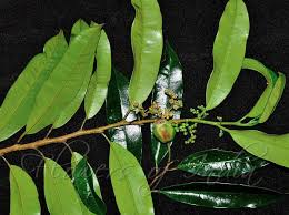 Image result for Streblus