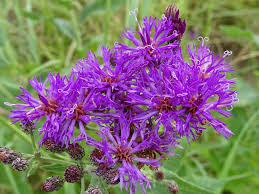 Image result for Vernonia turbinella