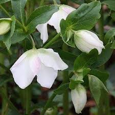 We did not find results for: White Hellebores In Winter Planting Flowers Plants Plant Nursery