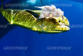 Check spelling or type a new query. Greenpeace Mahi Mahi Caught By Spanish Longliner
