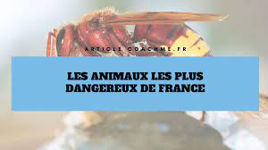 Les animaux les plus dangereux de france. Top 13 Des Animaux Les Plus Dangereux En France