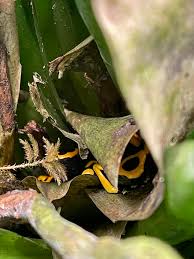 Image result for Nesaea sarcophylla