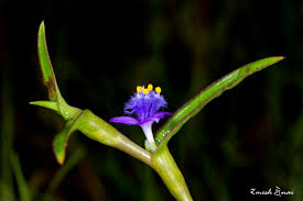 Image result for Cyanotis caespitosa