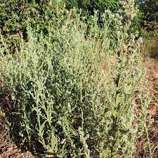 Image result for Neojeffreya