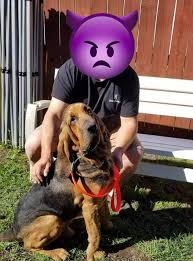 Louis, mo) hide this posting restore restore this posting. Beau Was Offered For Free On Craigslist But Rescue Group Stepped In Just In Time Pet Rescue Report