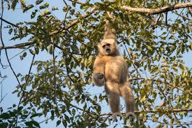 Image result for Hylebates cordatus