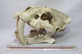 Cranio De Tigre Dentes De Sabre Smilodon Fatalis Rep
