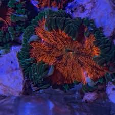 Fall planted flower bulbs such as tulips, daffodils, and alliums are planted in the fall and bloom the following spring. New York Rock Flower Anemones For Sale Orange Red Pink Reef2reef Saltwater And Reef Aquarium Forum