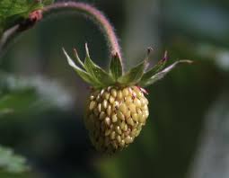 Image result for květopas jahodníkový