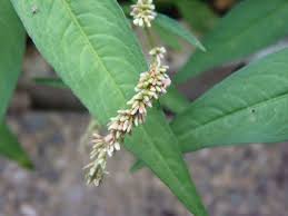Image result for Persicaria glomerata