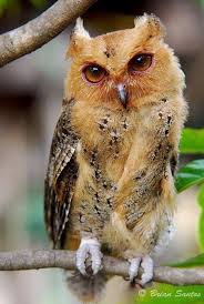 Bird That Sounds Like An Owl Philippine Scops Owl It Looks Like It Is Trying To Suss Out What The Photographer Is Up To Animals Beautiful Animals Pet Birds