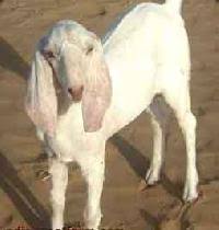Sojat goats originate from rajasthan in india. Sojat Goat Sojat Goats Suppliers Sojat Goat Selling Companies