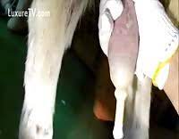 Nous avons des pornos avec des animaux et des vidéos zoophiles pour tous les goûts. Il Baise Son Chien Zoophilie Video Porno Extreme Luxuretv