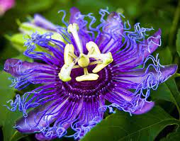 Purple Passion Flower Types Of Purple Flowers Purple Passion Flower Passion Flower