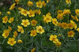 Image result for Ranunculus oreophytus