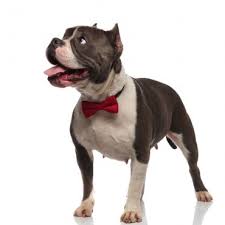 Maybe you would like to learn more about one of these? The Truth About The American Bully K9 Web