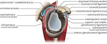 Know the anatomy of the shoulder involving its skeletal system, cartilages, ligaments, muscles, tendons. Coracoid Process The Lighthouse Of The Shoulder Radiographics