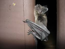 Signs of bats in your attic. Help Bats Are Living In My Attic Local 5 Star Insulation Contractor