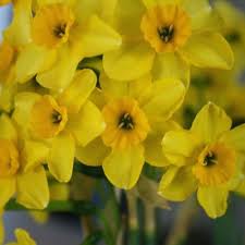 Pin De Amaro Sandoval Ortiz Em Narciso Flores Amarelas Flores