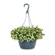 Image result for Scaevola