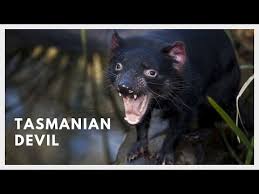 Maybe you would like to learn more about one of these? Tasmanian Devil Sound From Tasmanian Bush Youtube