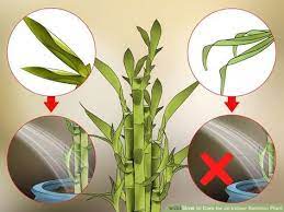 Care For An Indoor Bamboo Plant Indoor Bamboo Indoor Bamboo Plant Bamboo Plants