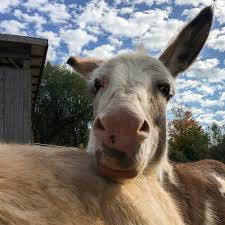 Workshops with Dawn Hayman