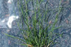 Image result for Sporobolus tenuissimus