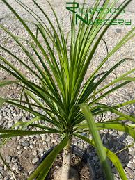 Image result for Beaucarnea recurvata