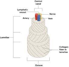 Cancellous bone is typically found at the ends of the long bones as well as the rubs, skull, pelvic bones and the vertebrae of the spinal column. 6 3 Bone Structure Anatomy Physiology