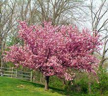Check out all bestselling seeds & garden tools for affordable prices. Kwanzan Cherry Tree Flowering Cherry Tree Ornamental Cherry Tree Garden Design