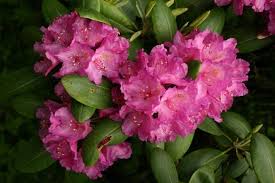The Rhododendron Fields At Roan Mountain Are Tennessee S Most Beautiful Springtime Destination Places To Visit And See Tennessee Spring Spring Time