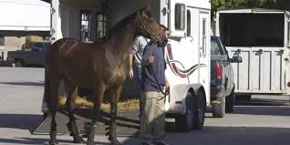 راهنمای جامع دریافت کد یا پروانه دامپزشکی کامیون