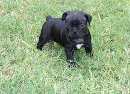 Link is such an awesome and sweet boston terrier puppy. Bugg Pug Boston Puppies For Sale San Antonio Tx