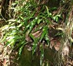 Image result for Elaphoglossum aubertii
