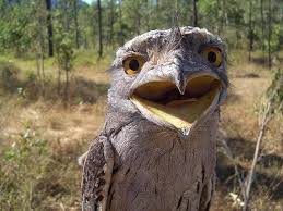 Frogmouth An Unusual Bird Found Near Townsville Queensland Australia Weird Animals Nocturnal Birds Pet Birds