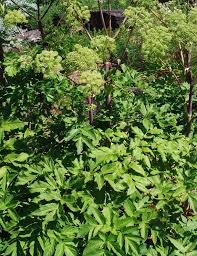 Image result for Physotrichia atropurpurea