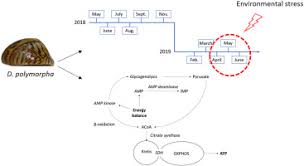 Typically, diversification allows investors to combine positions across different asset classes to reduce overall portfolio risk. Seasonal Monitoring Of Cellular Energy Metabolism In A Sentinel Species Dreissena Polymorpha Bivalve Effect Of Global Change Sciencedirect
