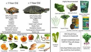 Red Eared Slider Healthy Diet Turtle Diet Red Ear