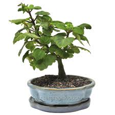 Hedera Helix Gnome Plectranthus Ernstii Bonsai Blue 1 Or 2 Stems 4 5 Pot Bonsai Trees Trees Walmart Com