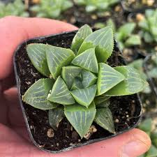 Image result for Haworthia