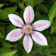 Maybe you would like to learn more about one of these? What Group Is My Clematis Finegardening