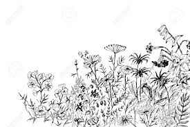 Maybe you would like to learn more about one of these? Summer Flowers Vector Hand Drawing Royalty Free Cliparts Vectors And Stock Illustration Image 3520576