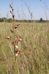 Image result for Eulophia stachyodes
