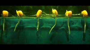 From cell proliferation to differentiation. Science Junkie Logikblok Science Plants Growth Development