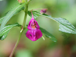 Image result for Rhynchosia ferruginea