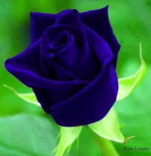 Most Beautiful Black And Blue Roses Blue Rose Via Lovely Roses Facebook Page Rose Seeds Rare Roses Flower Seeds