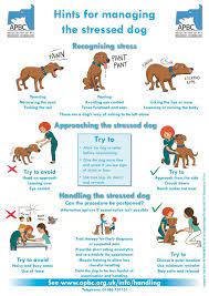 Hints For Managing The Stressed Dog Anu The Cockapoo