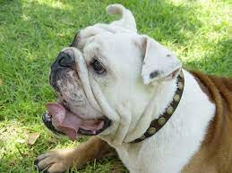 All About English Bulldog Dog Breed Com S27 1093 Special 25 Circles With Circles English Bulldog Dog Bulldog Puppies Bulldog